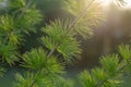 A young branch of a flowering larch on a Sunny spring day Royalty Free Stock Photo