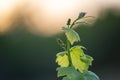 Young branch of grapes in the nature. Green young sprout of grapes. Ripening small branch of grapes, young inflorescence. Newly