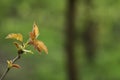 Young branch on a green background Royalty Free Stock Photo