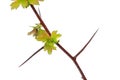 Young branch hawthorn Royalty Free Stock Photo