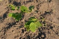 A young branch of a hazel tree with green leaves on a sunny summer day. Small hazelnut tree with green leaves grows in soil. Royalty Free Stock Photo