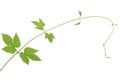 Young branch of hop with leaves and buds isolated on white background. Natural fresh hop plant Royalty Free Stock Photo