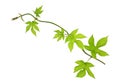 Young branch of hop with leaves, isolated on white background. Royalty Free Stock Photo