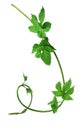 Young branch of hops with leaves. Isolated. Spring. Brewing. Royalty Free Stock Photo