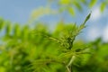 A young branch with light green leaves unfold on a blue sky background