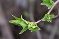 Young branch of lilac with light small leaves at the tips, spring start Royalty Free Stock Photo