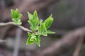 Young branch of lilac with light small leaves at the tips, spring start Royalty Free Stock Photo
