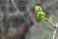 Young branch of lilac with light small leaves at the tips, spring start Royalty Free Stock Photo