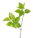 Young branch of lilac (Syringa vulgaris). Royalty Free Stock Photo
