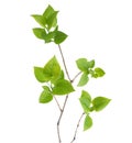 Young branch of lilac (Syringa vulgaris) Royalty Free Stock Photo