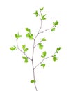 Young branch of lilac Syringa vulgaris isolated on white background. Royalty Free Stock Photo