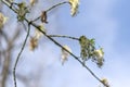 Young branch of maple in spring against the blue sky. Younger greener leaves on a branch. Royalty Free Stock Photo