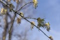 Young branch of maple in spring against the blue sky. Younger greener leaves on a branch. Royalty Free Stock Photo