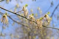 Young branch of maple in spring against the blue sky. Younger greener leaves on a branch. Royalty Free Stock Photo