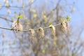 Young branch of maple in spring against the blue sky. Younger greener leaves on a branch. Royalty Free Stock Photo