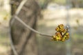 Young branch of maple in spring against the blue sky. Younger greener leaves on a branch. Royalty Free Stock Photo