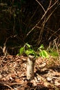 Young branch on the old tree stump Royalty Free Stock Photo