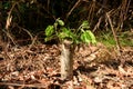 Young branch on the old tree stump Royalty Free Stock Photo