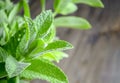 A young branch of peppermint. Green leaves of young mint. Leaves of lemon balm on the background of a wooden table. Royalty Free Stock Photo