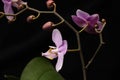 A young branch of a pink orchid in a dark environment Royalty Free Stock Photo