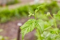 Young branch of raspberries early in spring. Gardening