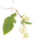 Young branch of spirea Royalty Free Stock Photo