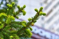 Young branch spruce up close-up