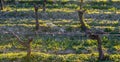 Young branch with sunlights in Bordeaux vineyards Royalty Free Stock Photo