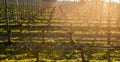 Young branch with sunlights in Bordeaux vineyards Royalty Free Stock Photo