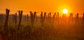 Young branch with sunlights in vineyards Royalty Free Stock Photo