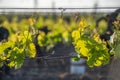 Young branch with sunlights in vineyards Royalty Free Stock Photo