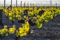 Young branch with sunlights in vineyards Royalty Free Stock Photo