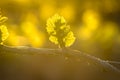 Young branch with sunlights in vineyards