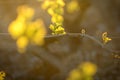 Young branch with sunlights in vineyards Royalty Free Stock Photo