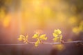 Young branch with sunlights in vineyards Royalty Free Stock Photo