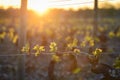 Young branch with sunlights in vineyards Royalty Free Stock Photo