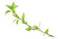 Young branch of a tree Royalty Free Stock Photo