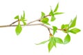 Young branch of a tree Royalty Free Stock Photo
