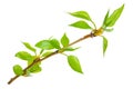 Young branch of a tree Royalty Free Stock Photo