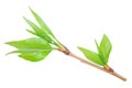 Young branch of a tree Royalty Free Stock Photo