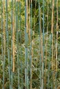 Young branches of a bamboo in front of the bright green
