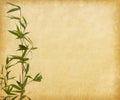 Young branches of a bamboo on old paper background. Royalty Free Stock Photo