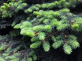 Young branches of the Christmas tree. Textural vegetative background