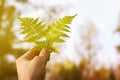 Young branches of fern in hand against the sky in sunlight, close-up Royalty Free Stock Photo