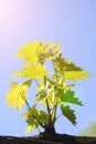 Young branches of grapes