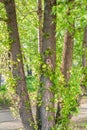 Young branches with green sunlit leaves on old poplar tree trunk at summer sunny day in park Royalty Free Stock Photo