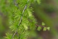 Young branches of larch.