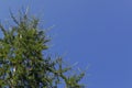 Young branches of larch with green cones against a cloudless blue sky Royalty Free Stock Photo