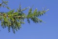 Young branches of larch with green cones against a cloudless blue sky Royalty Free Stock Photo