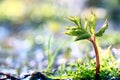 Young branches with leaves Royalty Free Stock Photo